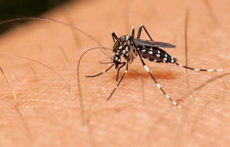 Dengue: en Argentina se registraron 1084 casos en lo que va del año