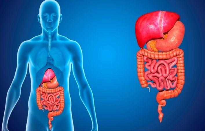 Cuatro de los siete cánceres más comunes son del aparato digestivo