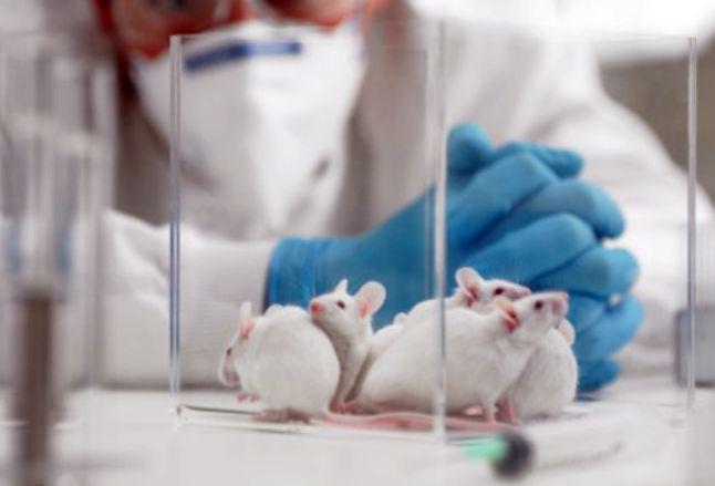 Logran eliminar el VIH en ratones