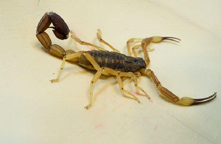 Mejoran técnica para producir un antídoto contra el escorpión