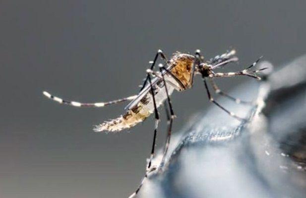 EEUU: Alerta en la Florida por un virus mortal que se transmite a través de los mosquitos