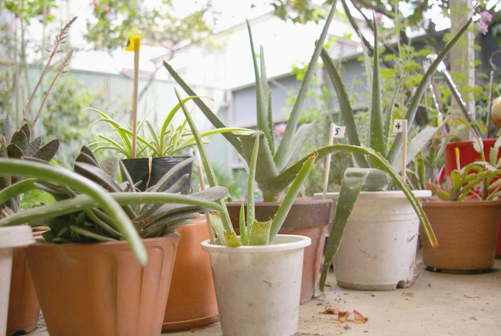 Hay un boom de aplicaciones que prometen ayudarnos a mantener vivas nuestras plantas