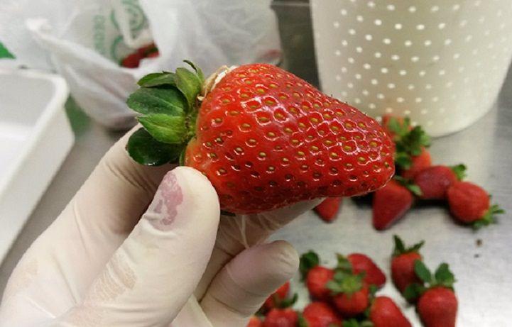 Científicos santafesinos buscan potenciar los beneficios de las frutillas para la salud