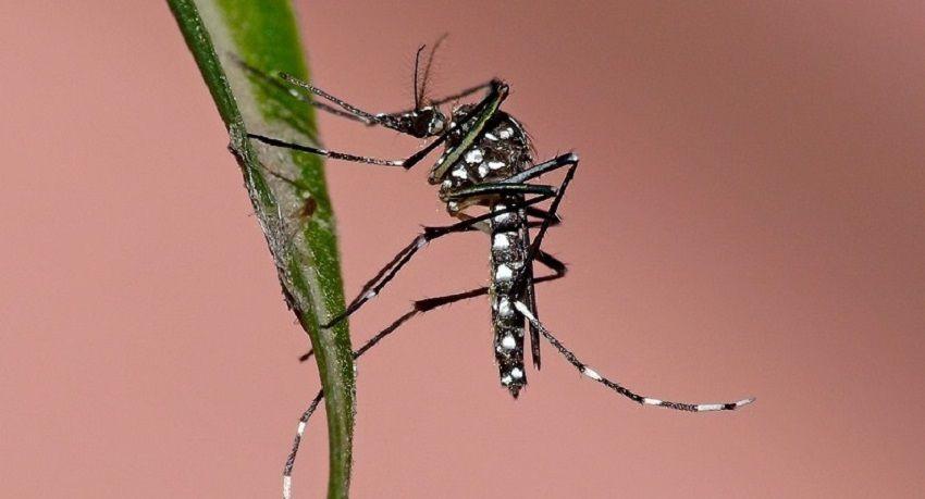 Ya están naciendo en la Ciudad de Buenos Aires los mosquitos que transmiten dengue