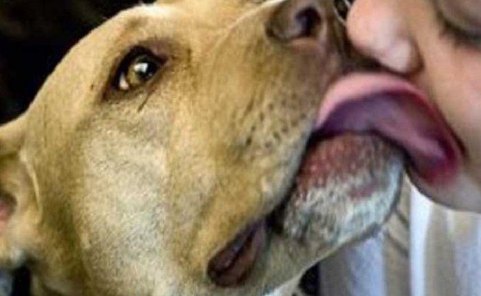 Un hombre muere por besar a su perro