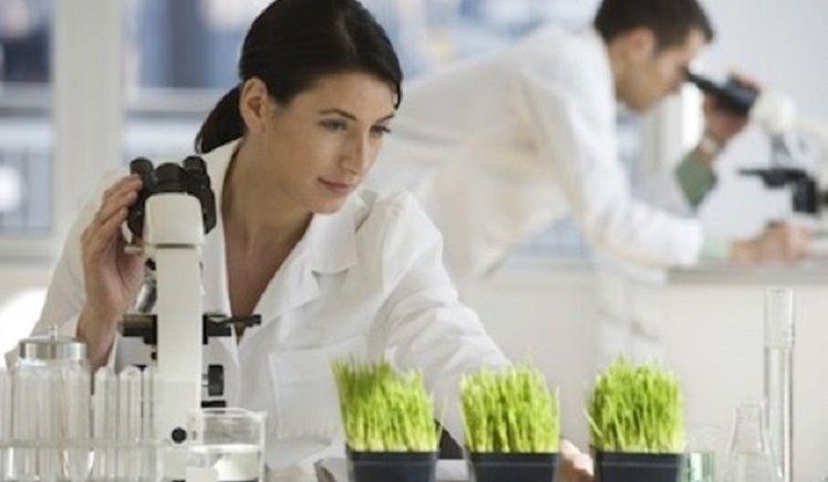 Hallazgo paradójico: ¿un ´pariente´ del tabaco podría ayudar a combatir el cáncer?