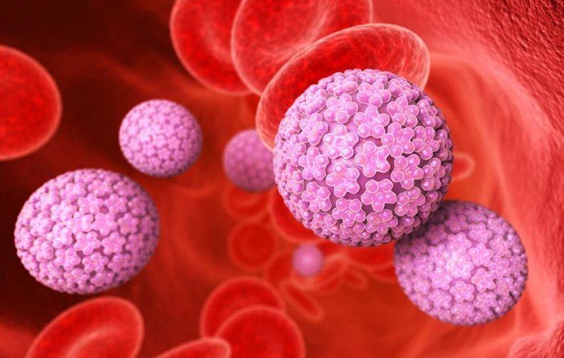 Identifican mecanismo que regula a una proteína clave del virus del papiloma humano
