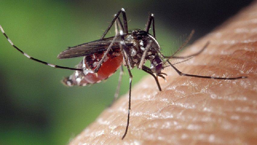 Logran generar mosquitos inmunes al virus del dengue