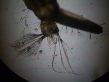 Artropodos de interes médico en la argentina - salomón, oscar d.