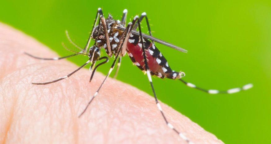 Tapá, lavá, girá y tirá: las cuatro acciones que nos pueden salvar del dengue