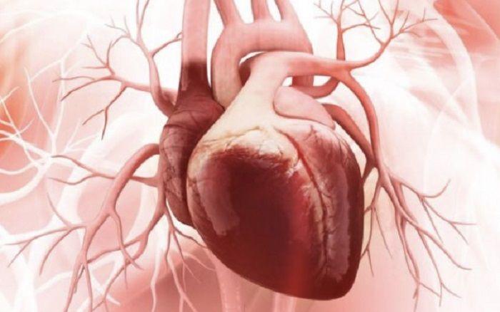 Cómo funciona nuestro corazón