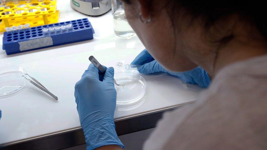 Presentan nuevo método de diagnóstico rápido para el dengue