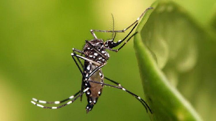 Se suspendió un festejo de carnaval en Córdoba por el dengue