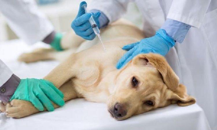 San Isidro: Castación y vacunación gratuita de mascotas en marzo