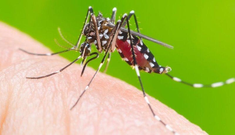 CABA: Hay 666 casos de dengue confirmados y aumentan los ´autóctonos´