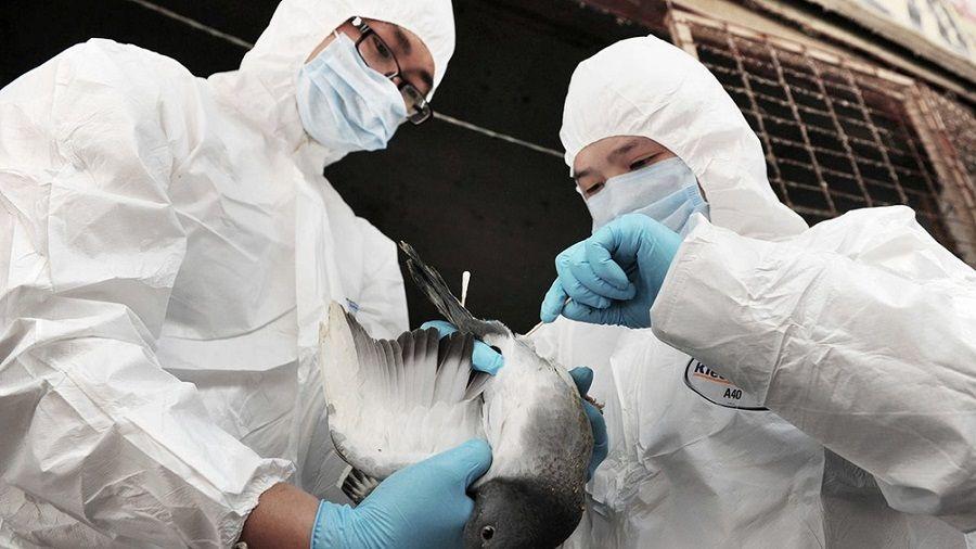 El 80% de las últimas crisis sanitarias fueron por virus de animales