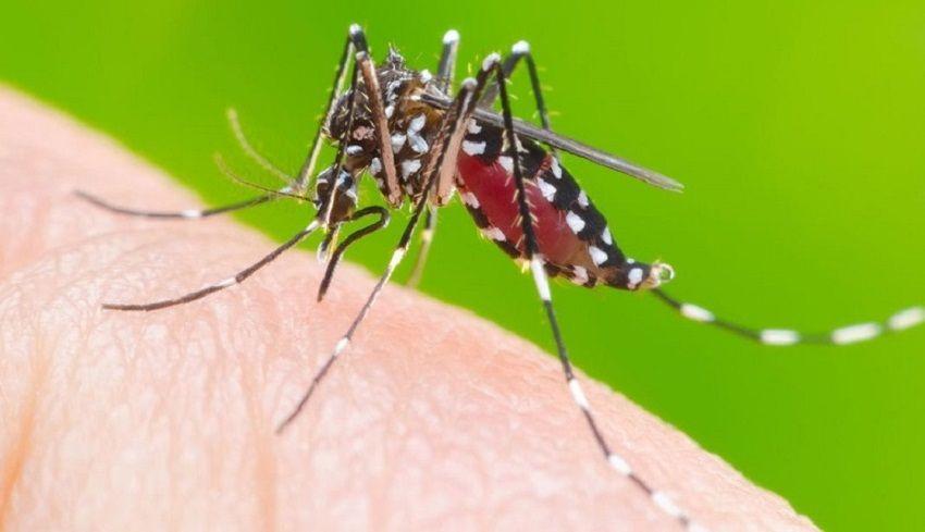 Confirman 2.942 casos de dengue con 6 fallecidos en Argentina