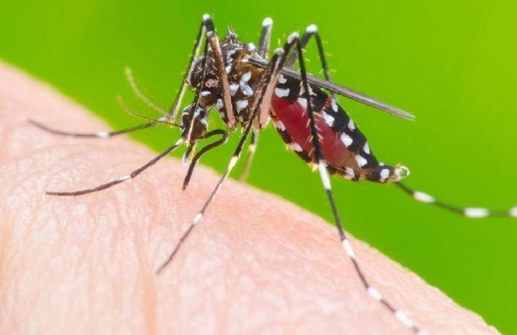 La epidemia del dengue avanza en plena pandemia de coronavirus