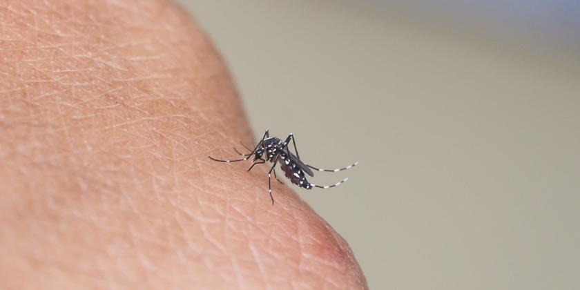 Desde el Garrahan piden estar alertas frente al dengue en plena pandemia de COVID-19