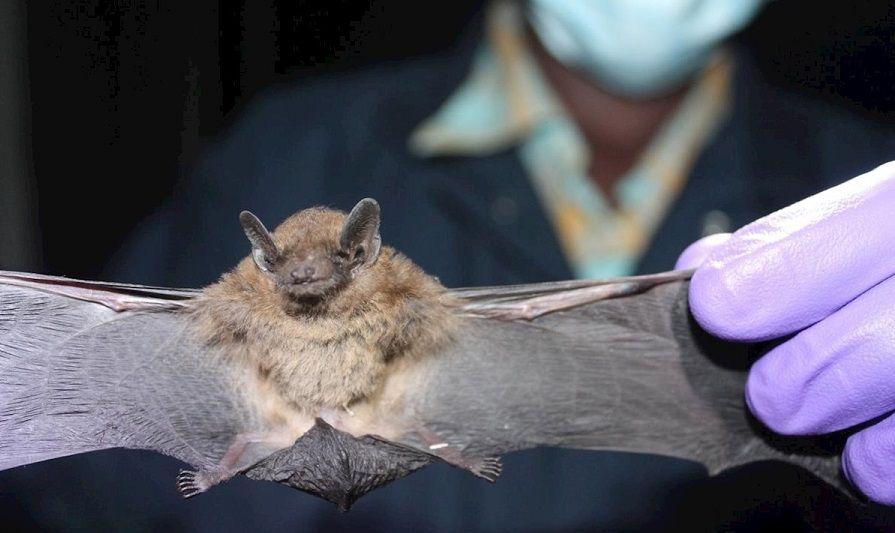 Los murciélagos son hospedadores de virus que pueden transmitirse en animales y personas