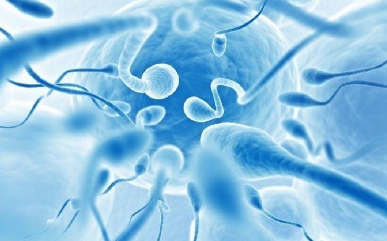 El bajo peso y la obesidad disminuyen la calidad espermática