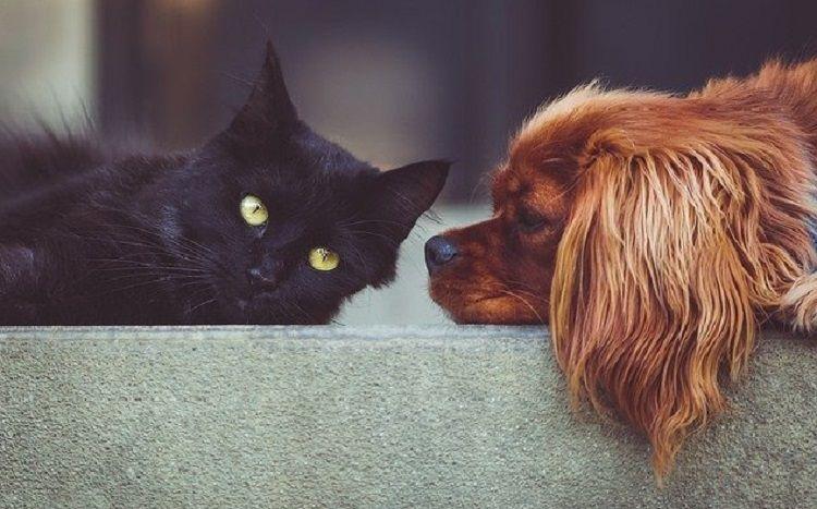 Buscan identificar el nuevo coronavirus en perros y gatos de Buenos Aires