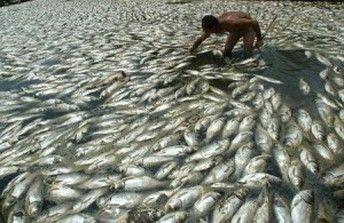 Millones de peces muertos habrían sido consecuencia de un choque interestelar en Okinawa