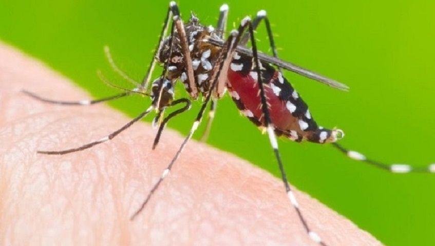 Confirmaron en Argentina 54.870 casos de dengue, el mayor registro histórico