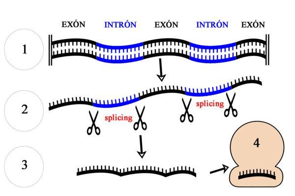 Que es el ARN mensajero (ARNm)