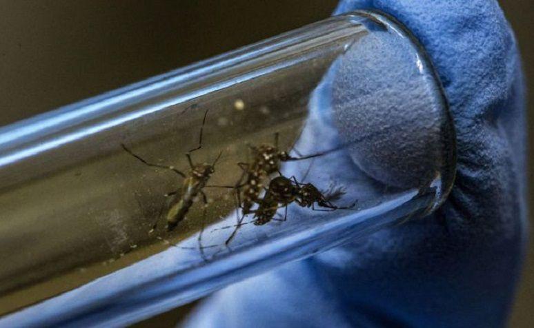 Investigación ratifica que los mosquitos no transmiten el COVID-19