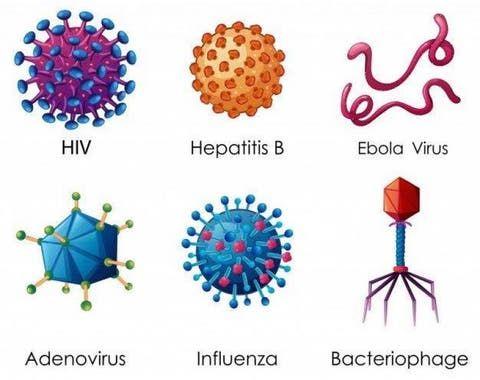 Coronavirus: mucha menos mortalidad que otros males