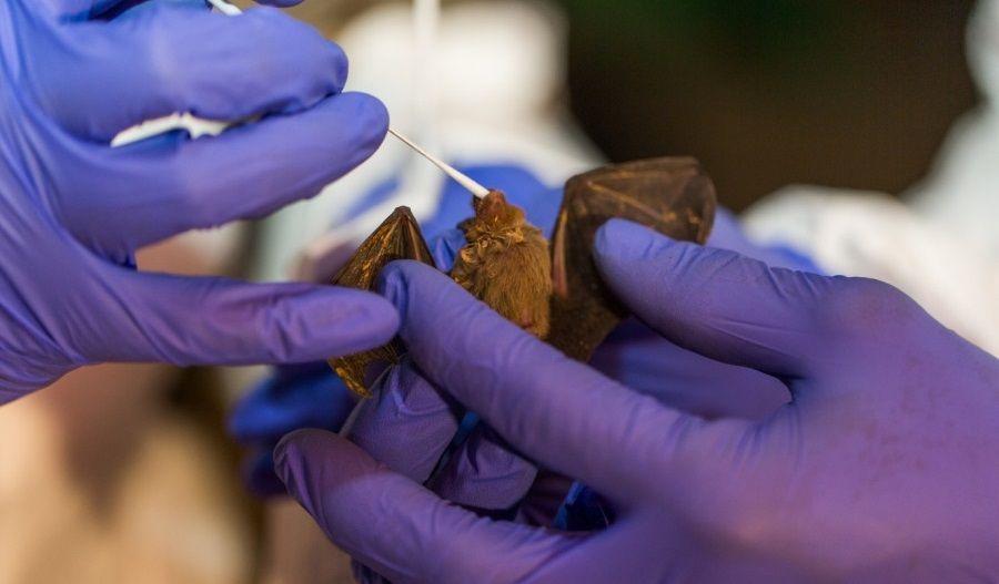 Identifican dos nuevos virus en colonia de murciélagos del centro de Rosario