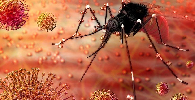 Argentinos descubren la estrategia del virus del zika para evadir al sistema inmune