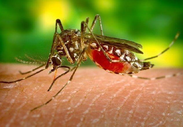 La infección por zika aumenta el riesgo y la gravedad de dengue