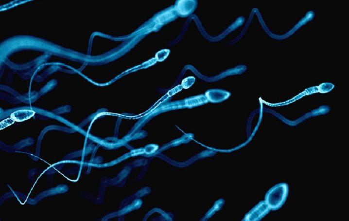 Una dieta elevada en grasas podría reducir la calidad de los espermatozoides