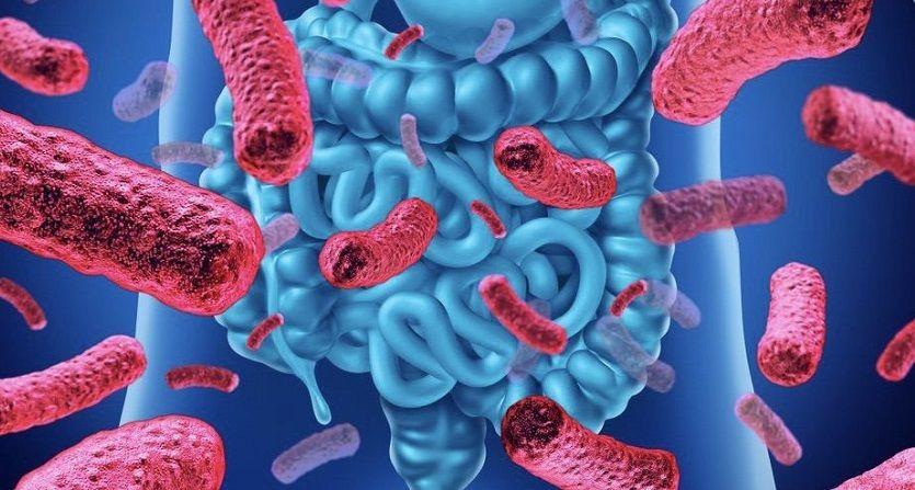 Microbiota: todo lo que necesita saber para proteger el sistema gastrointestinal