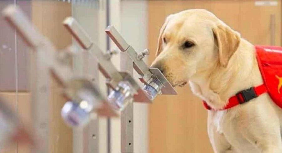 Testearon a un centenar de mascotas para saber si se contagian de COVID-19