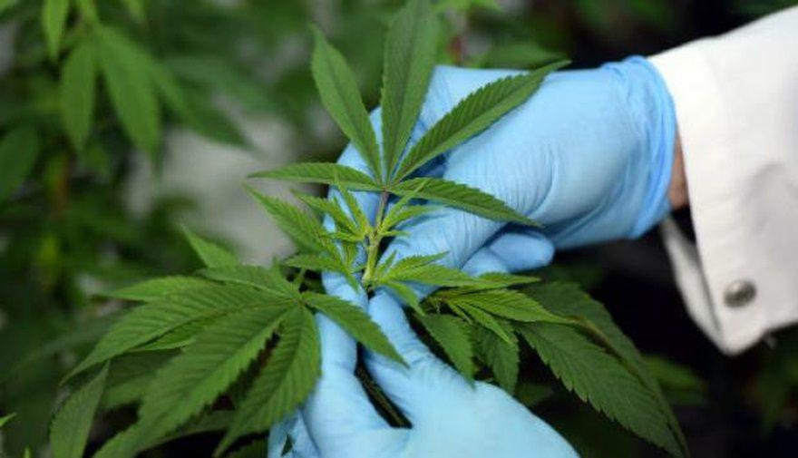 Nueva reglamentación de la Ley Nacional de Uso Medicinal de la Planta de Cannabis