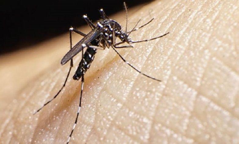 DENGUE: Qué es, síntomas, cómo se transmite, se trata y se previene