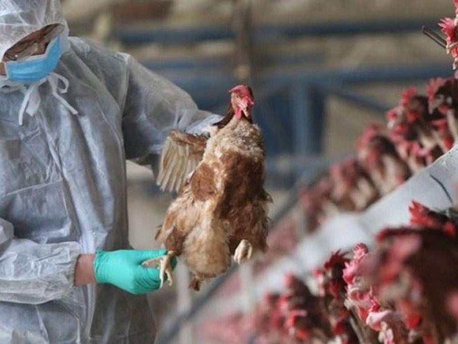 En Bélgica identificaron brotes de variante de gripe aviar altamente contagiosa