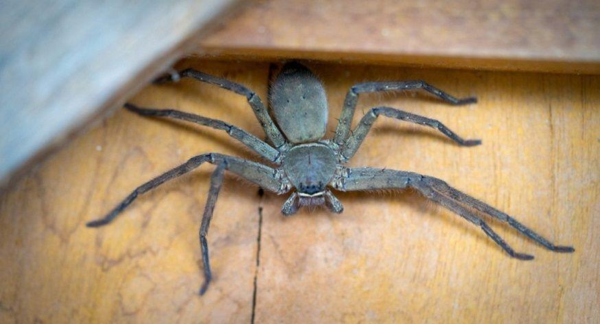 Arañas, alacranes y serpientes: cómo prevenir las picaduras de animales ponzoñosos