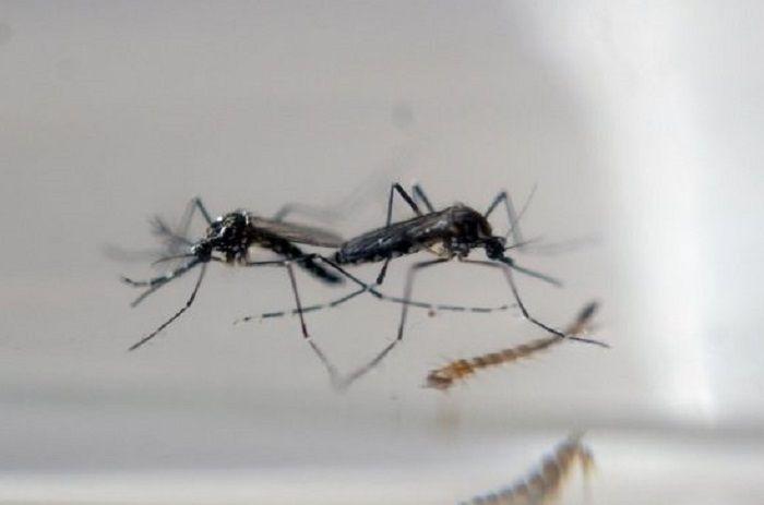 Invasión de mosquitos en el Área Metropolitana de Buenos Aires