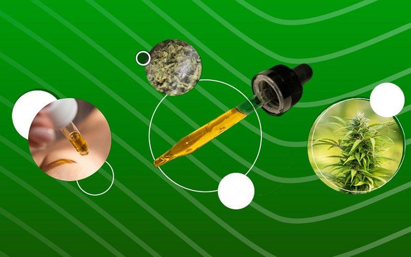 Salud aprobó el proyecto del Instituto de Bioprospección y Fisiología Vegetal sobre el estudio de Cannabis Medicinal