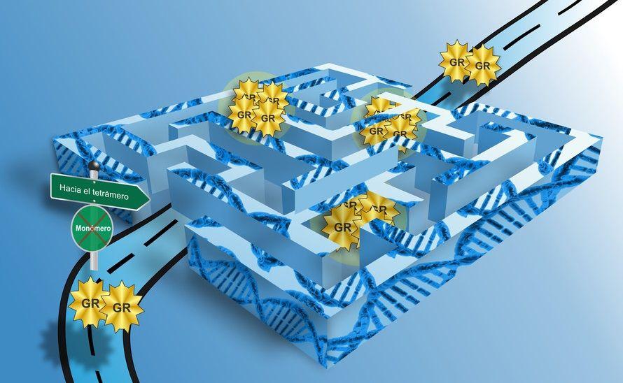 Nuevas claves para entender el funcionamiento del receptor de glucocorticoides