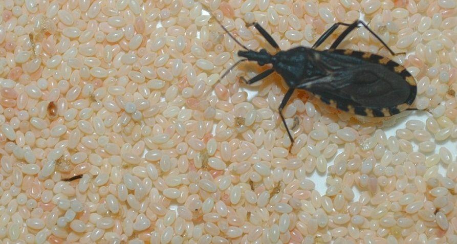 Salud continúa trabajando en la prevención y control de la enfermedad de Chagas