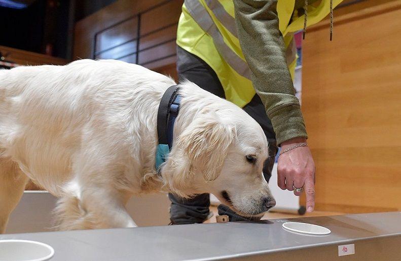 Según un estudio francés, perros entrenados pueden detectar la COVID-19