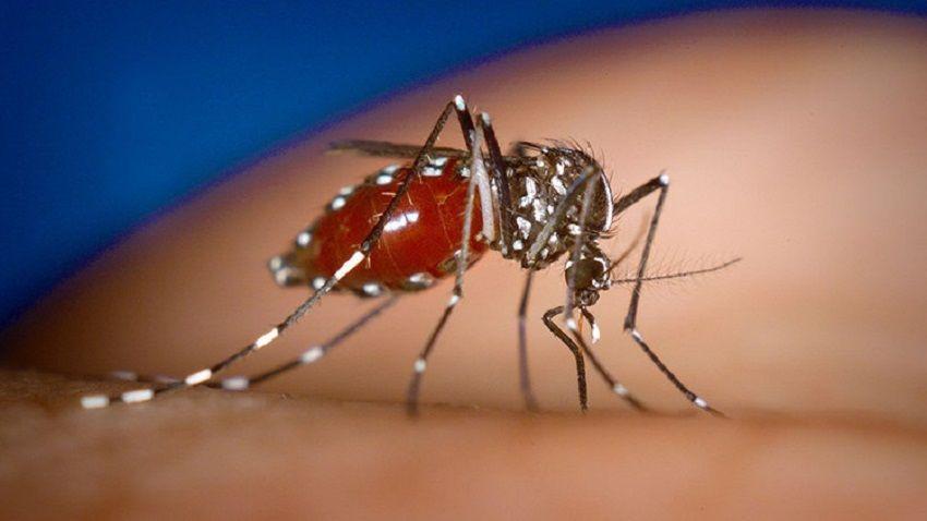 Identifican un punto de partida en el desarrollo de medicamentos contra chikunguña