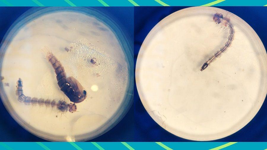 Nuevo estudio ante el avance del dengue en zonas templadas de la Argentina