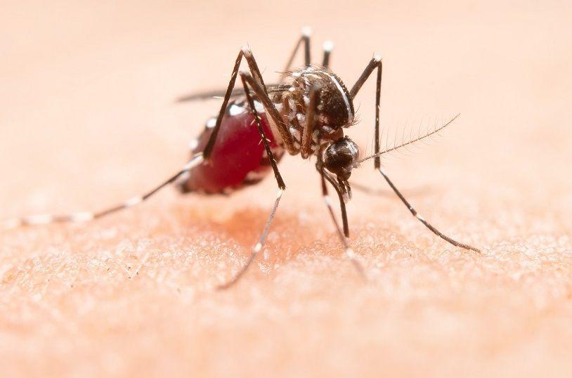 26/08 Día Mundial contra el Dengue: Fecha para concientizar sobre sus graves peligros