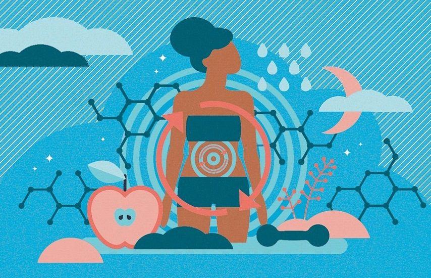 Descubren desconocido comportamiento del metabolismo a través de 4 etapas de la vida